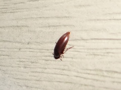 Melandryidae
