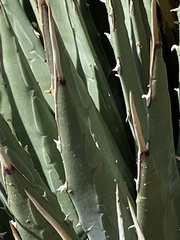 Agave utahensis