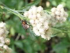 Paradejeania rutilioides