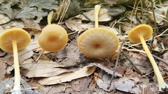 Entoloma unicolor