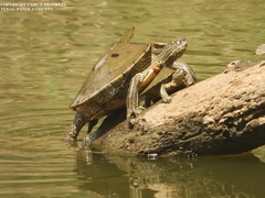 Graptemys sabinensis