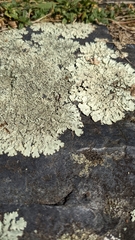 Xanthoparmelia cumberlandia