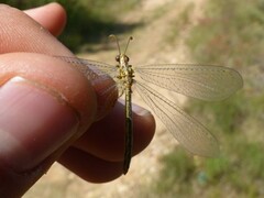 Macronemurus appendiculatus