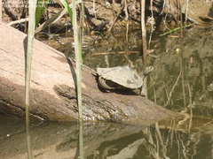 Graptemys sabinensis