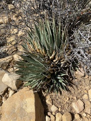Agave utahensis