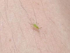 Macrosiphum