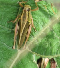 Melanoplus bivittatus