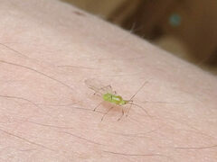 Macrosiphum