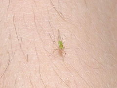 Macrosiphum