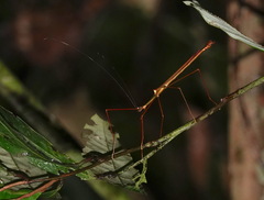 Marmessoidea