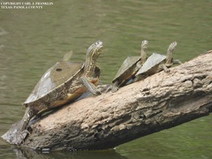 Graptemys sabinensis