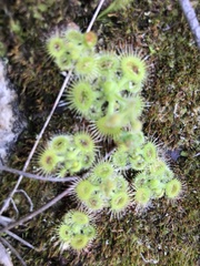Drosera glanduligera