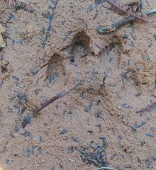 Procyon cancrivorus