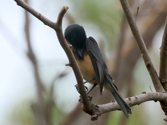 Myiagra vanikorensis rufiventris