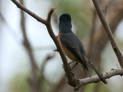 Myiagra vanikorensis rufiventris