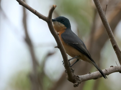 Myiagra vanikorensis rufiventris