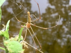 Tetragnatha extensa