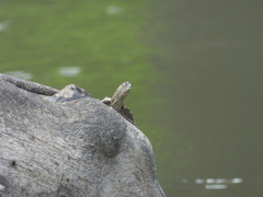 Graptemys sabinensis