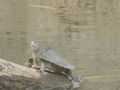 Graptemys sabinensis