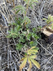 Potentilla gracilis