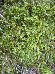 Pseudanomodon attenuatus