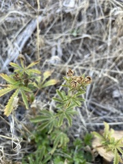 Potentilla gracilis