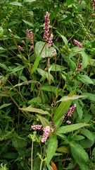 Persicaria extremiorientalis