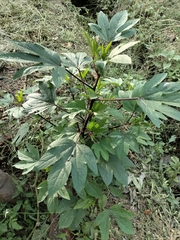 Hibiscus sabdariffa
