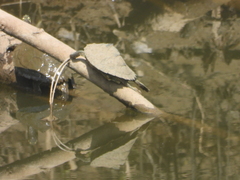 Graptemys sabinensis