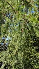 Larix laricina