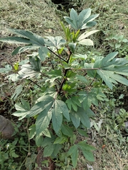 Hibiscus sabdariffa