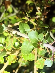 Quercus coccifera