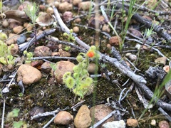 Drosera glanduligera