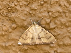 Pyraustini
