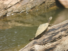 Graptemys sabinensis