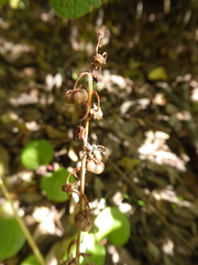 Pyrola asarifolia