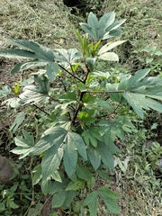 Hibiscus sabdariffa