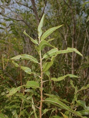 Salix eriocephala