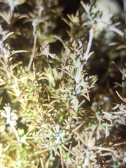 Thymus zygis