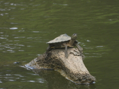 Graptemys sabinensis