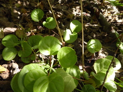 Pyrola asarifolia