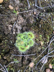 Drosera glanduligera