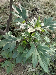 Hibiscus sabdariffa