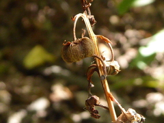 Pyrola asarifolia