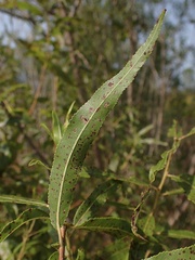 Salix eriocephala