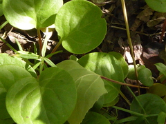 Pyrola asarifolia