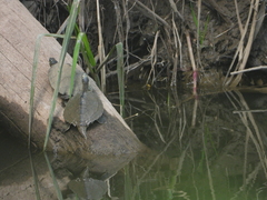 Graptemys sabinensis