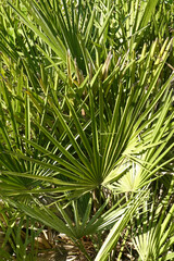 Chamaerops humilis