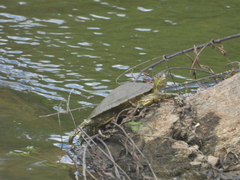 Graptemys sabinensis