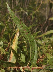 Salix eriocephala